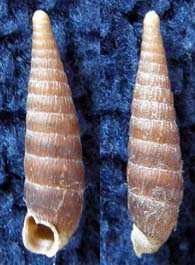 Tabella della Famiglia Clausilidae
